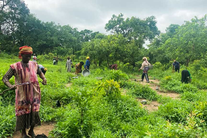 Community members restoring a woodland landscape in Ghana